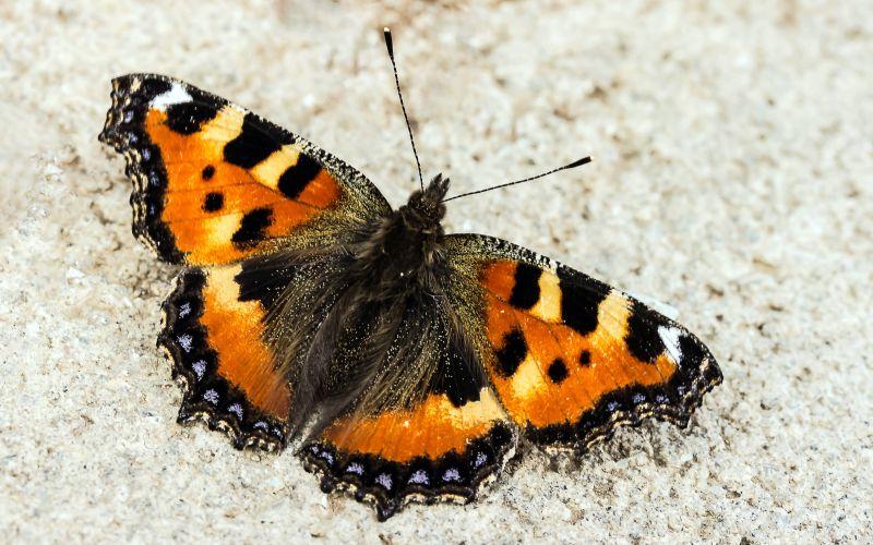 地上一只张开翅膀的橙色小蝴蝶