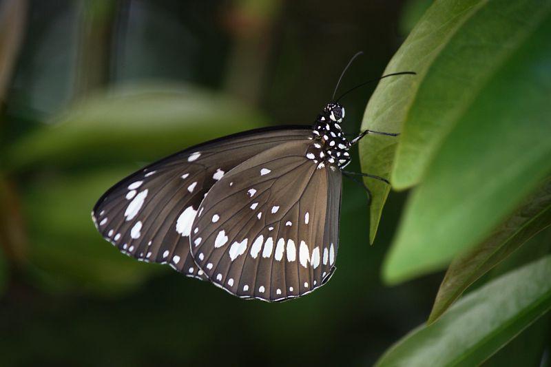 黑白斑点蝴蝶在树叶上