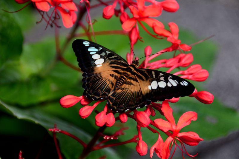 红色杜鹃花上的一只蝴蝶