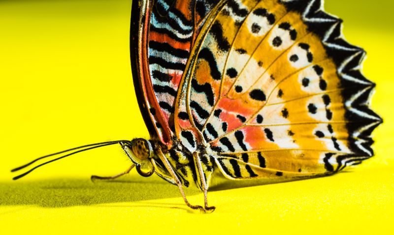 黄色背景上的一只美丽蝴蝶