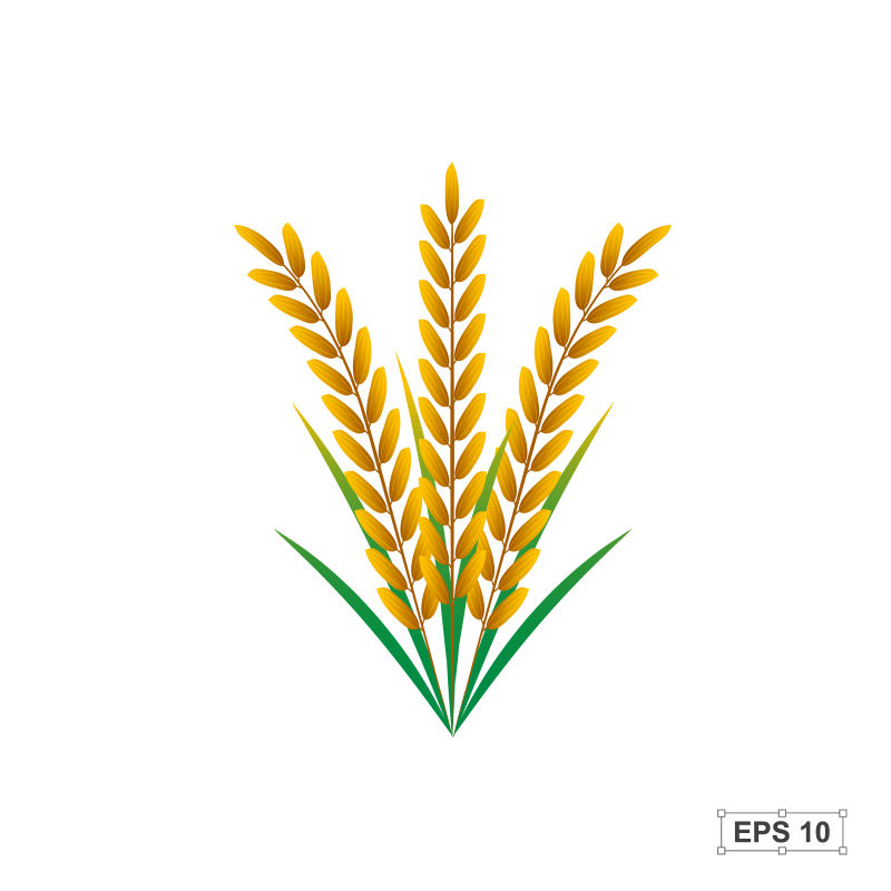矢量的成熟稻穗插图