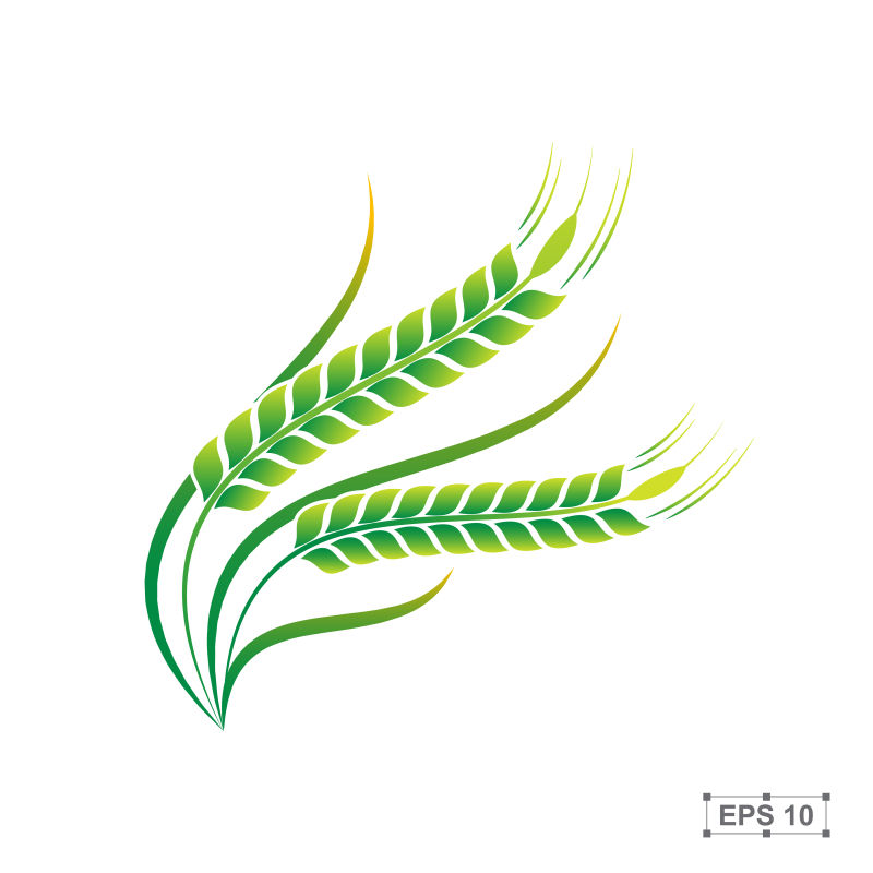 矢量的绿色水稻插图设计