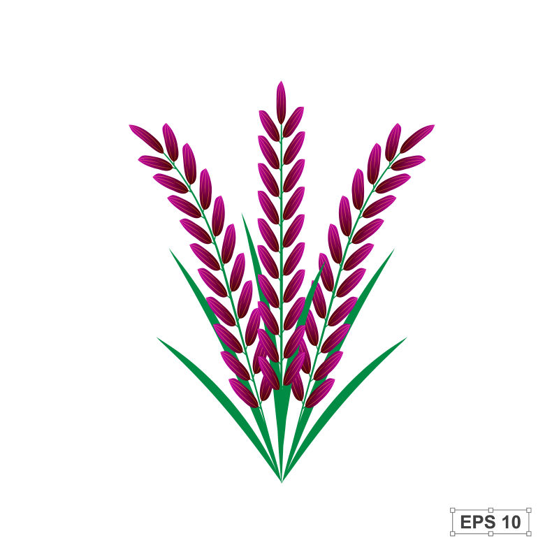 成熟的紫色水稻矢量插图