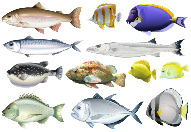 不同种类的海洋鱼类矢量插图