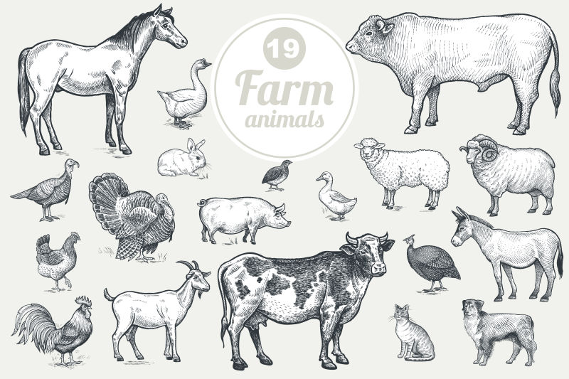 矢量的农场动物插图