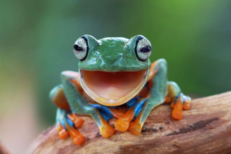 绿植中的绿色笑蛙