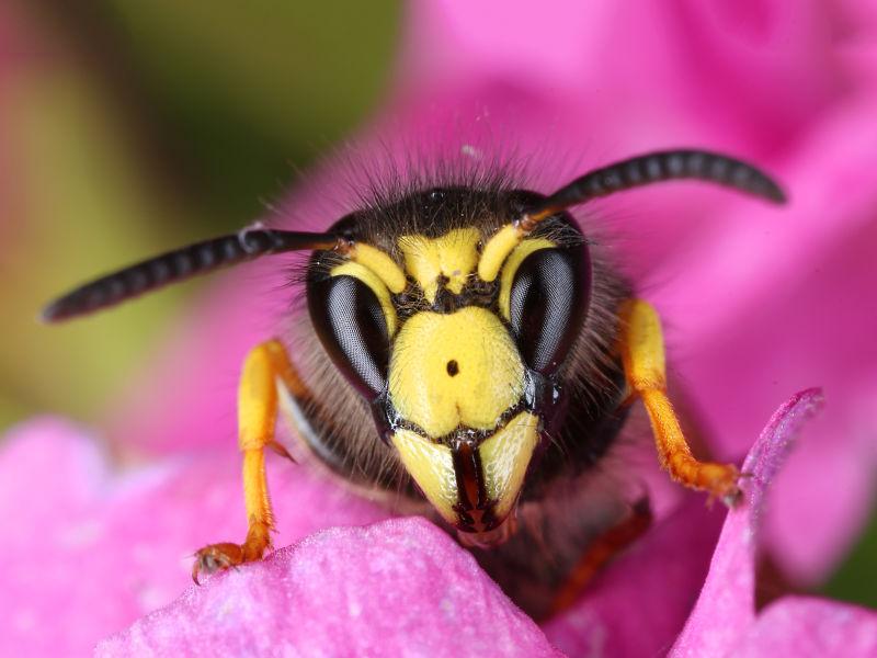 粉色花瓣中的蜜蜂特写