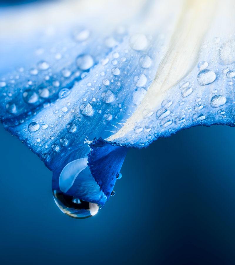 蓝色花朵上的水滴