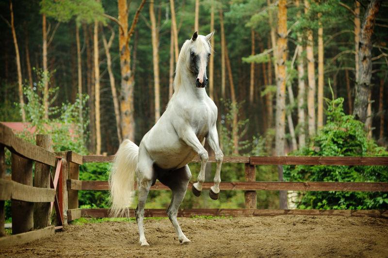 马场练习马术的白色骏马