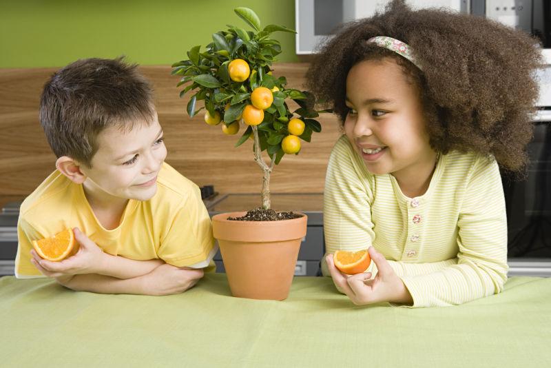 男孩女孩在看着桌子上花盆里的小橘子树