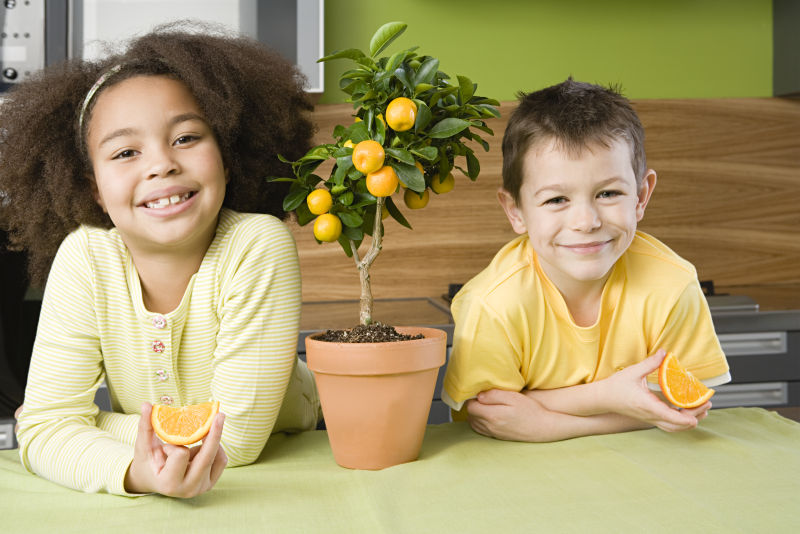两个拿着橙子的孩子间有一盆小桔子树