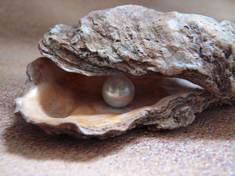 蚌壳里美丽的白色珍珠
