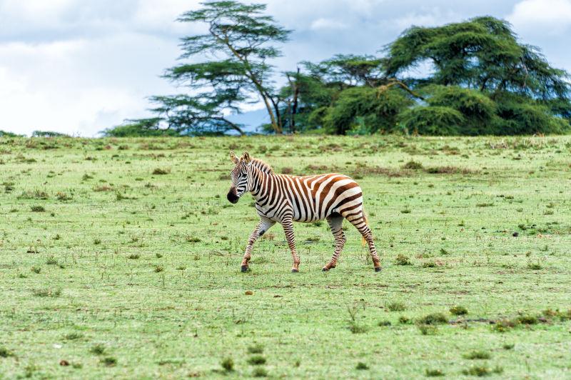 肯尼亚新月岛斑马