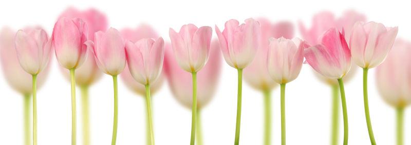 粉红色的郁金香的花朵拼贴