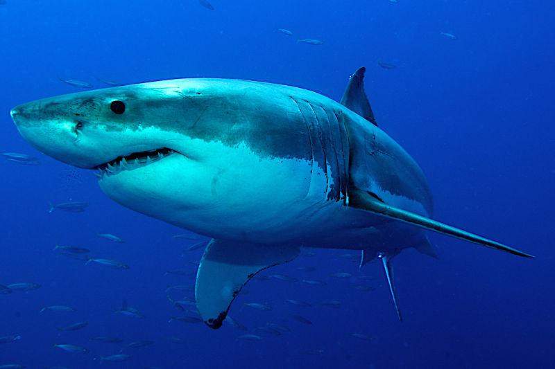 深蓝色的海里的大白鲨