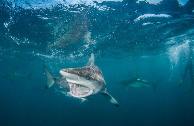 受到惊吓的虎鲨