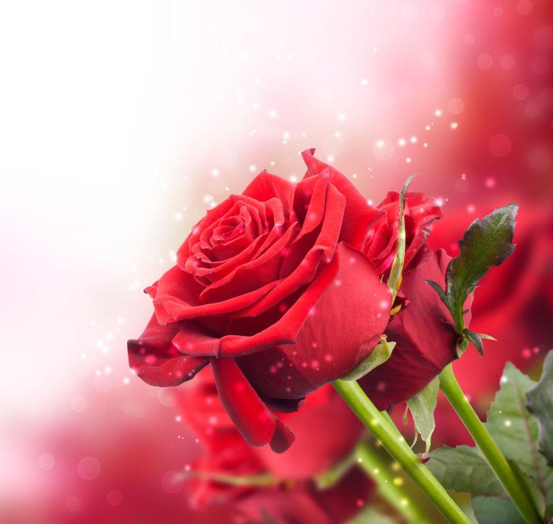 红玫瑰花朵