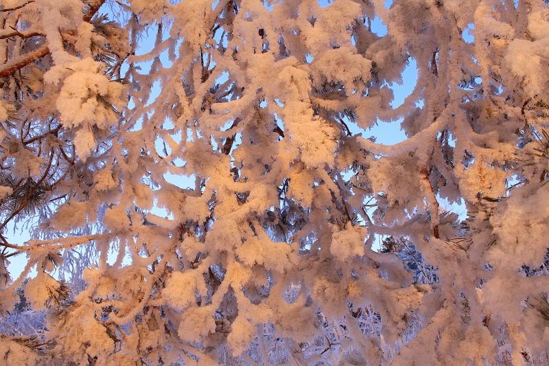 霜雪下的树枝