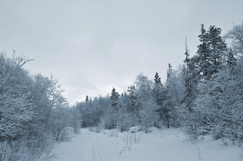 冬季霜冻的森林景观