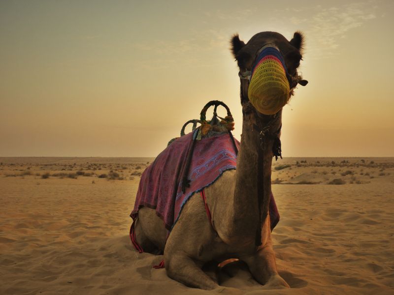 骆驼看向镜头