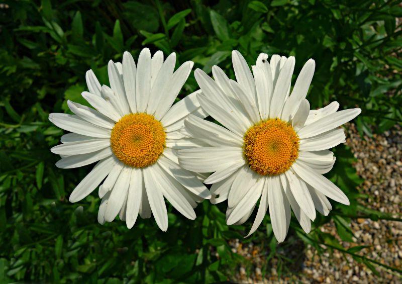 绿色草地上的两朵白色花瓣黄色花蕊的雏菊