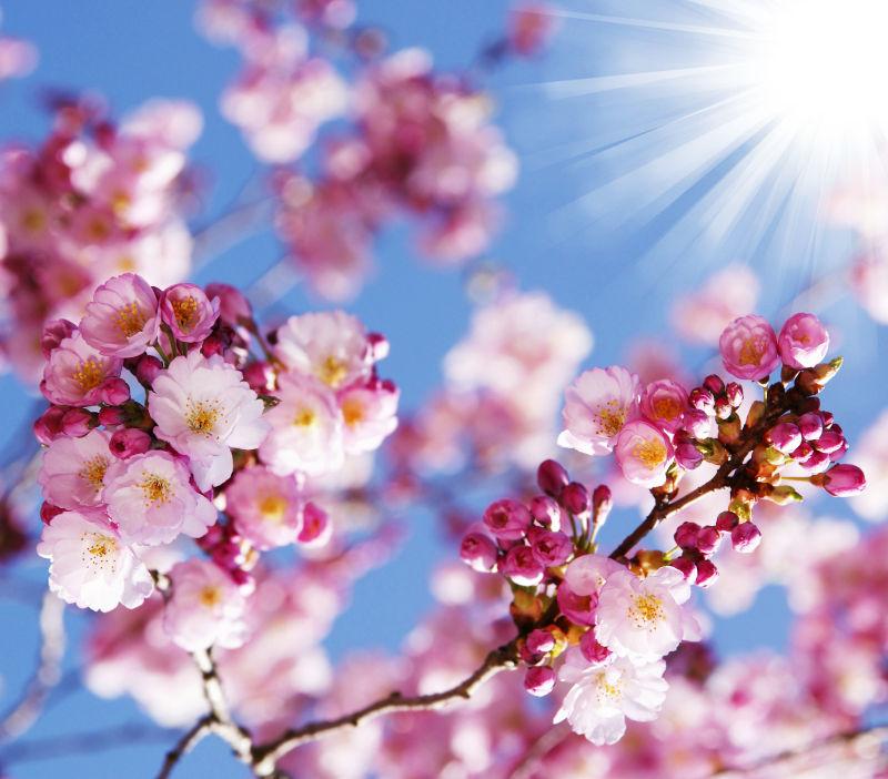阳光背景中绽放的粉色花朵