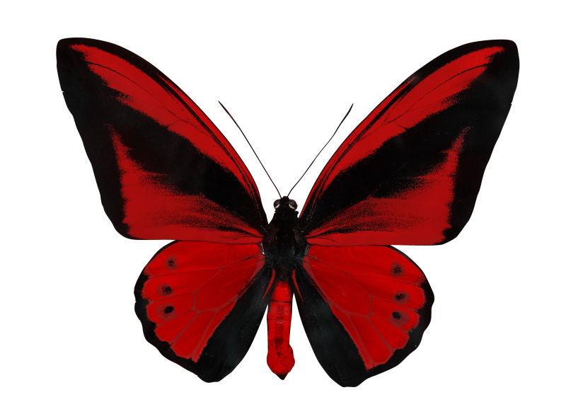 红单独大蝶