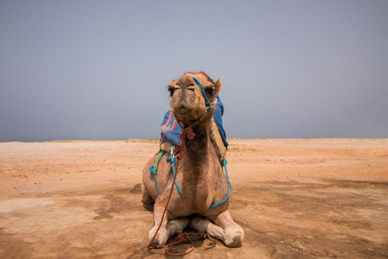 放松的骆驼