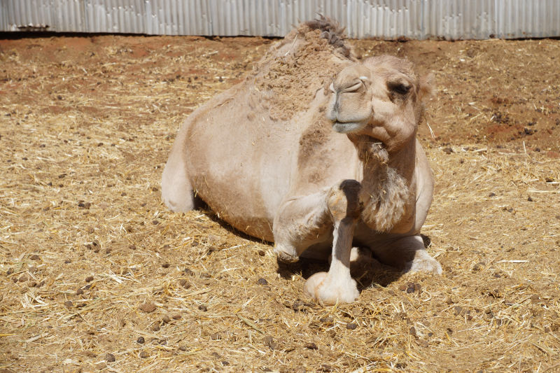 农场里休息的骆驼