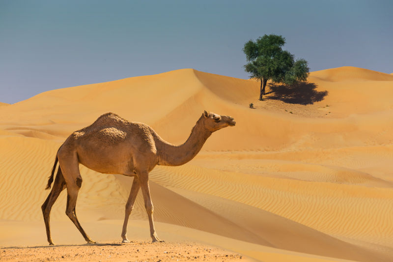 沙漠里行走的骆驼
