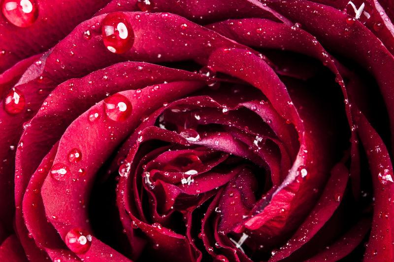 红色水滴玫瑰