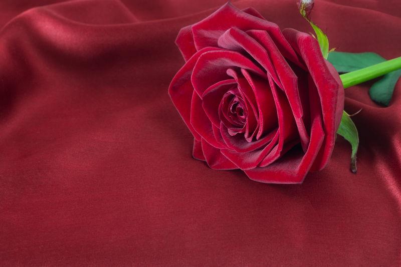 红玫瑰是缎面底色