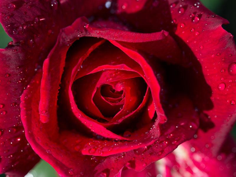 红色玫瑰花的特写