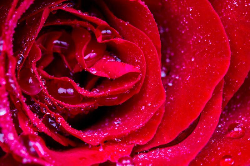 微滴玫瑰红花瓣的选择性聚焦