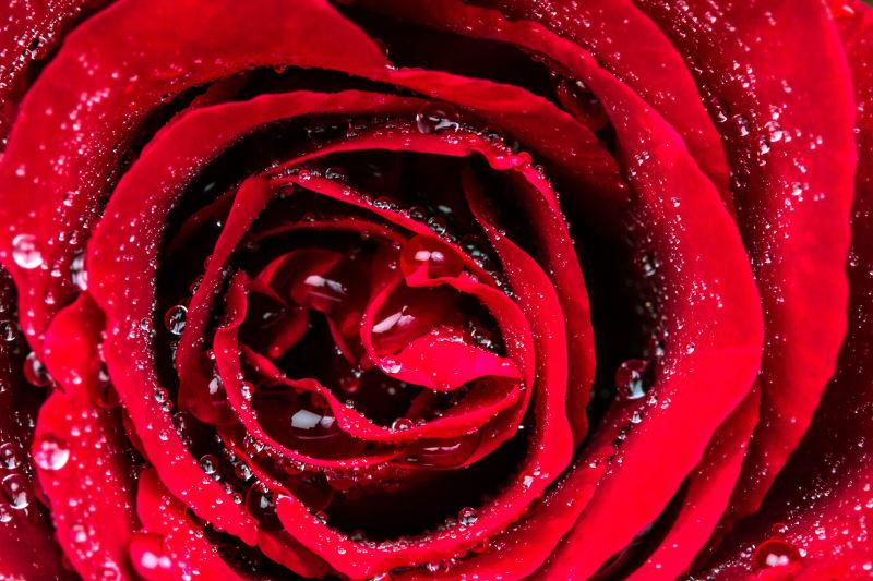 水滴玫瑰花的选择性聚焦