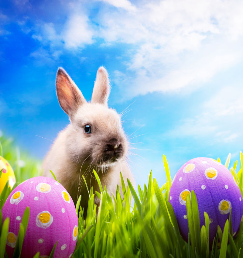 春天草地上的兔子复活节彩蛋