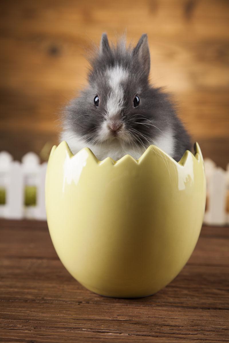 彩蛋里的兔子