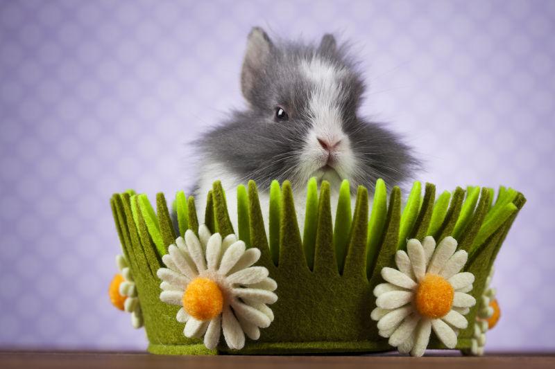 复活节的可爱小兔子