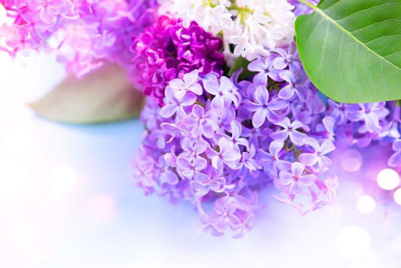 美丽的紫色丁香花束