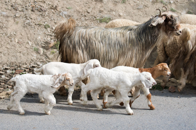 拉达克喀什米尔印第安高地农场的山羊