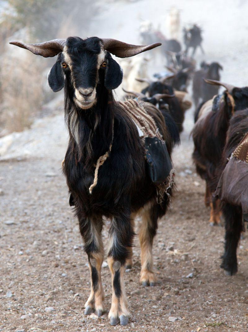 尼泊尔西部的黑色山羊