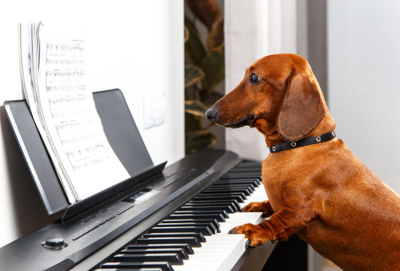 滑稽的狗弹钢琴