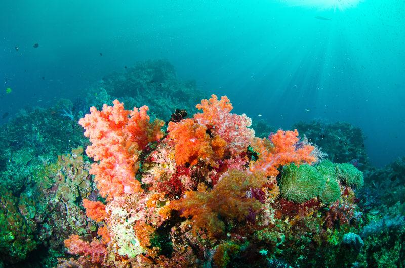海底世界美丽的珊瑚和鱼