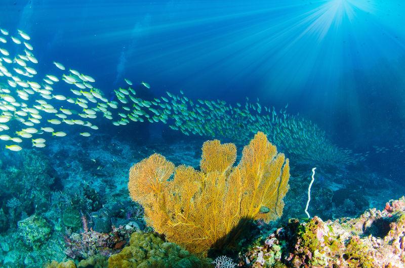 美丽的海底世界鱼群和珊瑚