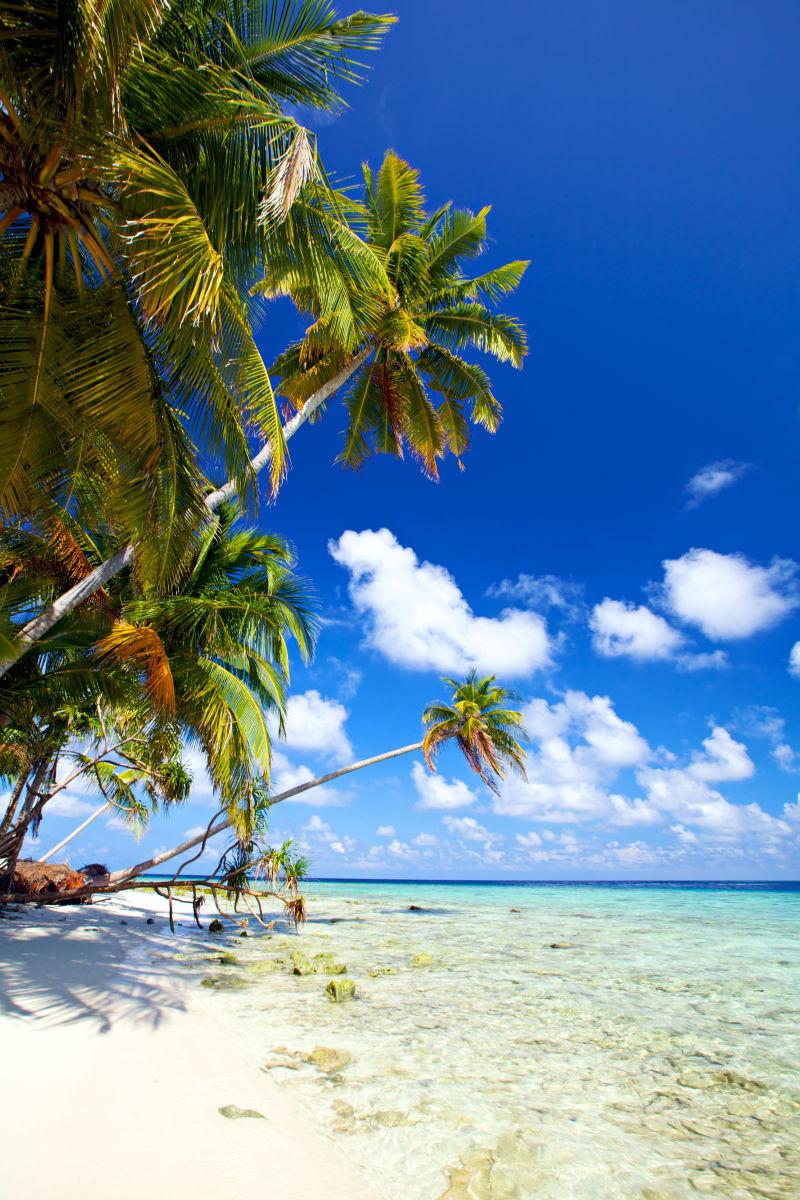 美丽热带海滩上的棕榈树