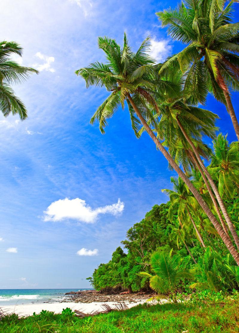 棕榈树在热带地区