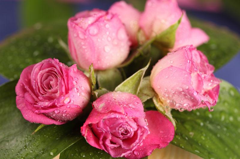 带着露水的粉色玫瑰花