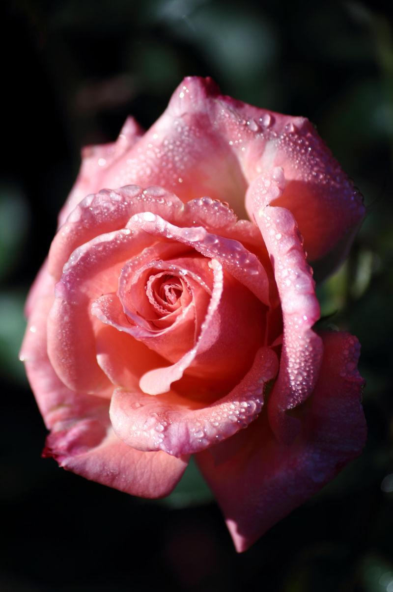 暗色背景下的带着露水的粉色玫瑰花