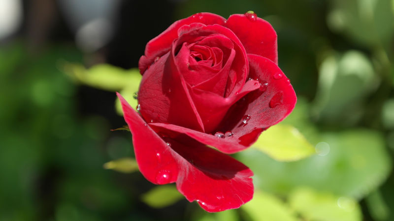 一朵带着露水的红玫瑰