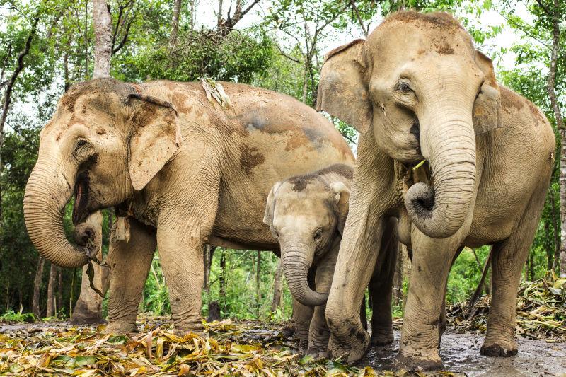 森林里的三只泰国大象